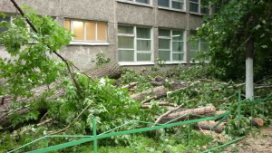 За повреждение зеленых насаждений заведено уголовное дело